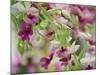 Orchid-Adam Jones-Mounted Photographic Print