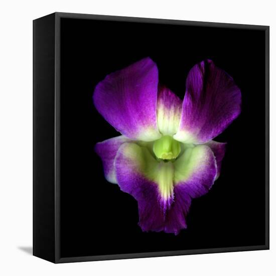 Orchid-Magda Indigo-Framed Stretched Canvas