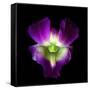 Orchid-Magda Indigo-Framed Stretched Canvas