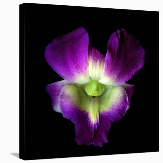 Orchid-Magda Indigo-Stretched Canvas