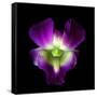 Orchid-Magda Indigo-Framed Stretched Canvas