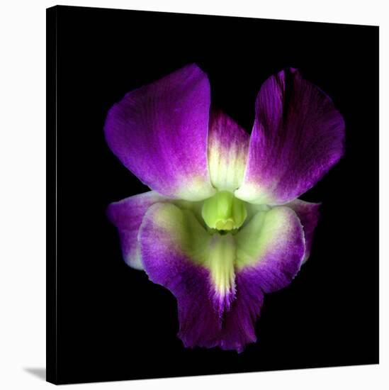 Orchid-Magda Indigo-Stretched Canvas