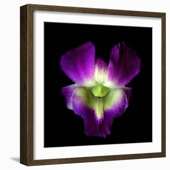 Orchid-Magda Indigo-Framed Photographic Print