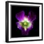 Orchid-Magda Indigo-Framed Photographic Print