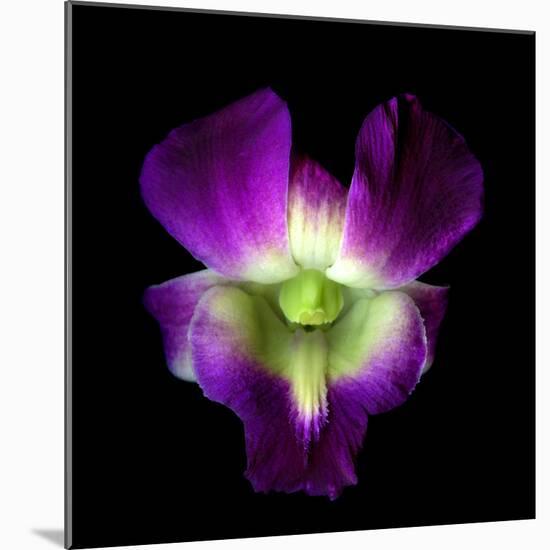 Orchid-Magda Indigo-Mounted Photographic Print