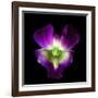 Orchid-Magda Indigo-Framed Photographic Print