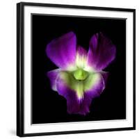 Orchid-Magda Indigo-Framed Photographic Print