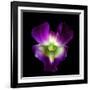 Orchid-Magda Indigo-Framed Photographic Print