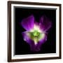 Orchid-Magda Indigo-Framed Photographic Print