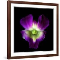 Orchid-Magda Indigo-Framed Photographic Print