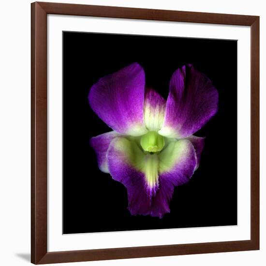 Orchid-Magda Indigo-Framed Photographic Print