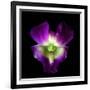 Orchid-Magda Indigo-Framed Photographic Print