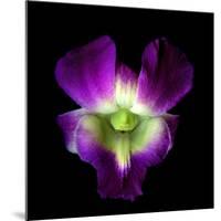 Orchid-Magda Indigo-Mounted Photographic Print