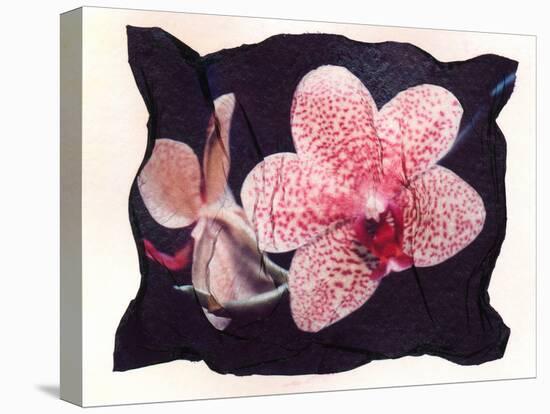 Orchid-null-Stretched Canvas