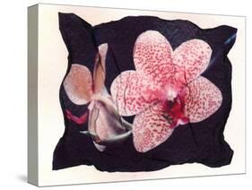 Orchid-null-Stretched Canvas