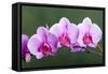 Orchid-null-Framed Stretched Canvas