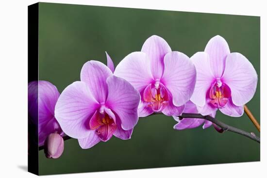 Orchid-null-Stretched Canvas