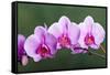 Orchid-null-Framed Stretched Canvas