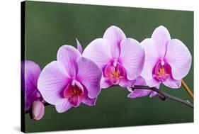 Orchid-null-Stretched Canvas