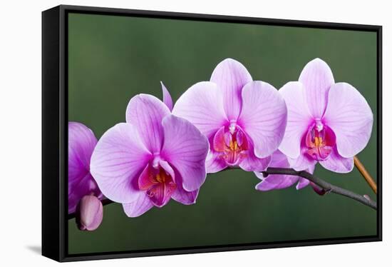 Orchid-null-Framed Stretched Canvas