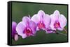 Orchid-null-Framed Stretched Canvas