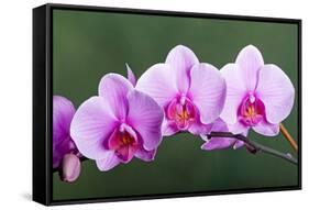 Orchid-null-Framed Stretched Canvas