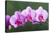 Orchid-null-Stretched Canvas