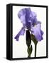 Orchid-Karen Williams-Framed Stretched Canvas