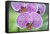 Orchid-Rob Tilley-Framed Stretched Canvas