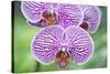 Orchid-Rob Tilley-Stretched Canvas