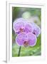 Orchid-Rob Tilley-Framed Premium Photographic Print