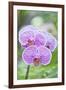 Orchid-Rob Tilley-Framed Premium Photographic Print