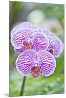 Orchid-Rob Tilley-Mounted Premium Photographic Print