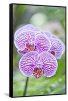 Orchid-Rob Tilley-Framed Stretched Canvas