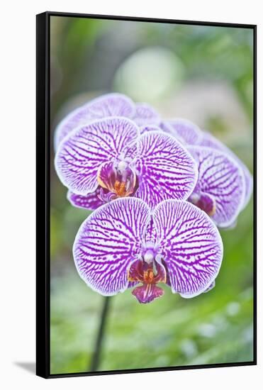 Orchid-Rob Tilley-Framed Stretched Canvas