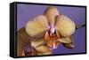 Orchid-Gordon Semmens-Framed Stretched Canvas