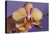 Orchid-Gordon Semmens-Stretched Canvas