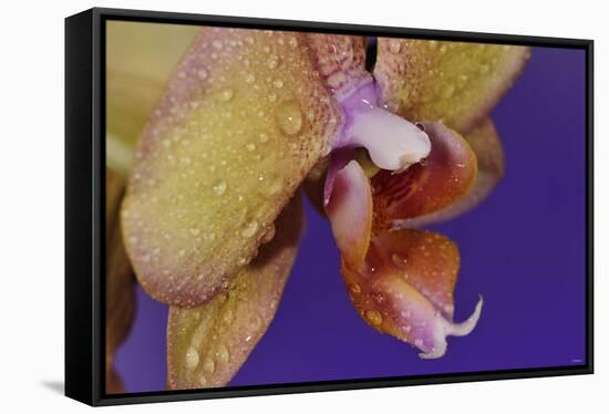 Orchid-Gordon Semmens-Framed Stretched Canvas