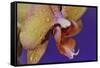 Orchid-Gordon Semmens-Framed Stretched Canvas