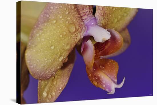Orchid-Gordon Semmens-Stretched Canvas