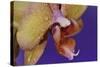 Orchid-Gordon Semmens-Stretched Canvas