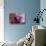 Orchid-Gordon Semmens-Stretched Canvas displayed on a wall
