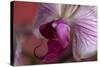 Orchid-Gordon Semmens-Stretched Canvas