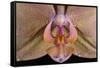 Orchid-Gordon Semmens-Framed Stretched Canvas