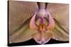 Orchid-Gordon Semmens-Stretched Canvas