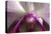 Orchid-Gordon Semmens-Stretched Canvas