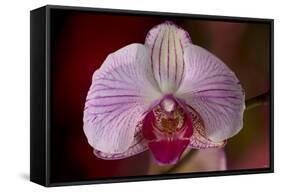 Orchid-Gordon Semmens-Framed Stretched Canvas