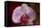 Orchid-Gordon Semmens-Framed Stretched Canvas