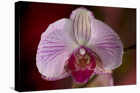 Orchid-Gordon Semmens-Stretched Canvas