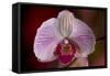 Orchid-Gordon Semmens-Framed Stretched Canvas